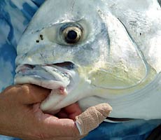 Permit Fly Fishing Key West Florida