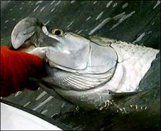 tarpon FlyFishing Key West Florida